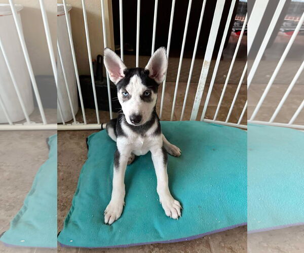 Medium Photo #3 Siberian Husky Puppy For Sale in Carrollton, TX, USA