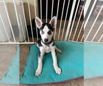 Small #2 Siberian Husky