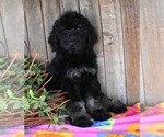 Small Photo #11 Australian Labradoodle Puppy For Sale in ASPERMONT, TX, USA