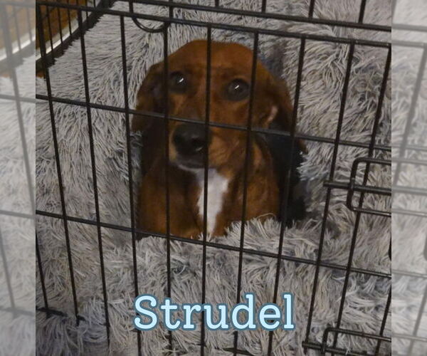 Medium Photo #2 Dachshund Puppy For Sale in San Antonio, TX, USA