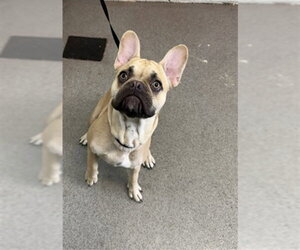 French Bulldog-Unknown Mix Dogs for adoption in San Bernardino, CA, USA