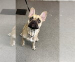 MAX - Male French Bulldog-Unknown Mix Dog for Adoption - Small photo
