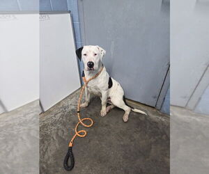 Great Dane-Labrador Retriever Mix Dogs for adoption in Evansville, IN, USA