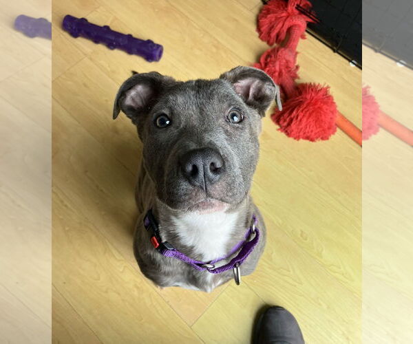 Medium Photo #2 American Staffordshire Terrier-Unknown Mix Puppy For Sale in Davis, CA, USA