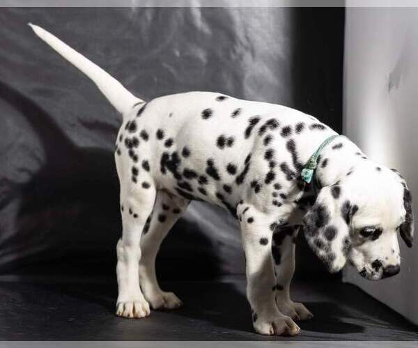 Medium Photo #38 Dalmatian Puppy For Sale in JASPER, FL, USA