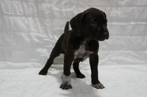 Medium Photo #1 German Shorthaired Pointer Puppy For Sale in GLENCOE, MN, USA
