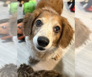 Dachshund Dogs for adoption in Tampa, FL, USA