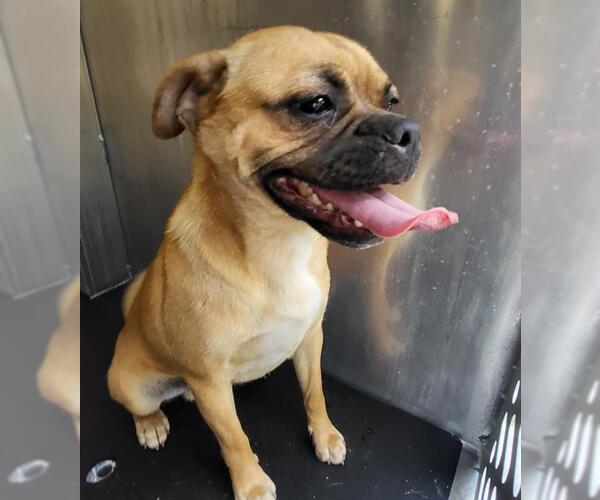 Medium Photo #1 Pug-Unknown Mix Puppy For Sale in San Antonio, TX, USA