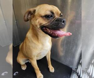 Pug-Unknown Mix Dogs for adoption in San Antonio, TX, USA