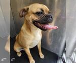 Small Pug Mix