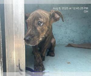 American Pit Bull Terrier Dogs for adoption in Ocala, FL, USA