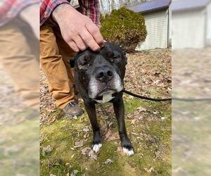 Wilson - Male Mutt Dog for Adoption - Photo #5