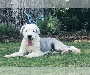 Father of the Sheepadoodle puppies born on 09/09/2019