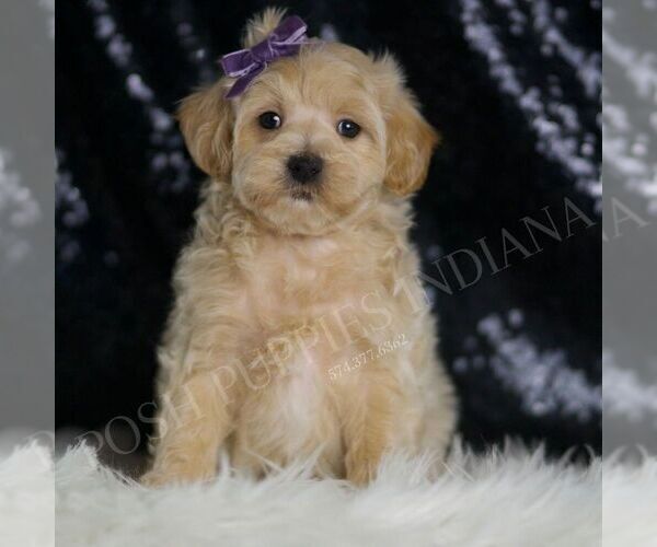 Medium Photo #74 Maltipoo (Miniature) Puppy For Sale in WARSAW, IN, USA
