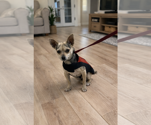 Medium Photo #2 Chihuahua Puppy For Sale in Menifee, CA, USA