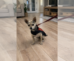 Small #1 Chihuahua
