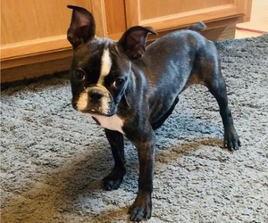 Faux Frenchbo Bulldog Puppy for sale in WATERVLIET, NY, USA