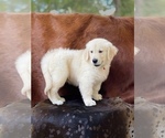 Small Photo #10 Golden Retriever Puppy For Sale in WESLEY CHAPEL, FL, USA