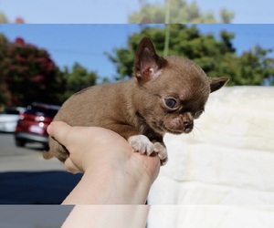 Chihuahua Puppy for sale in SAN JOSE, CA, USA