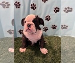 Small #5 Bulldog