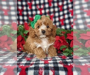 Cavapoo Puppy for sale in QUARRYVILLE, PA, USA
