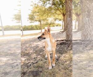 Kira - Female Australian Kelpie-Basenji Mix Dog for Adoption - Photo #4