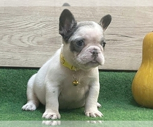 French Bulldog Puppy for sale in NEW YORK, NY, USA