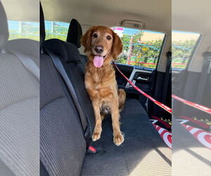 Golden Retriever Dogs for adoption in Brooklyn, NY, USA