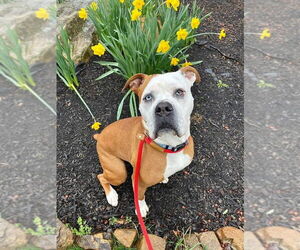 Violet Beauregarde Lonestar - Female Boxer-Unknown Mix Dog for Adoption - Photo #3