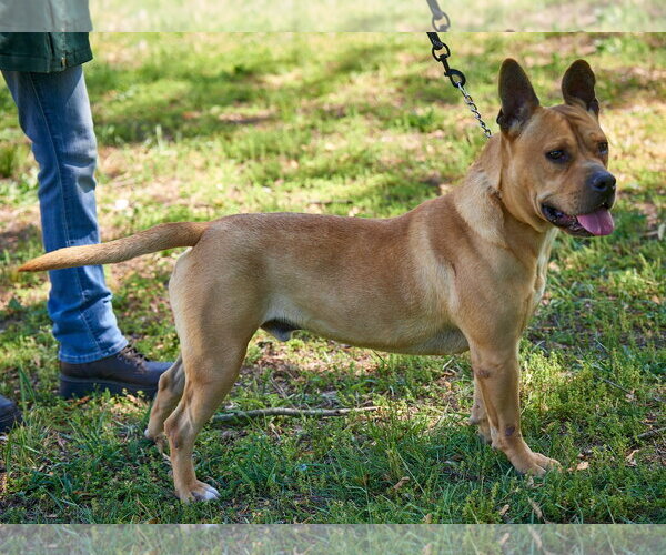 Medium Photo #25 Bulldog-Dogue de Bordeaux Mix Puppy For Sale in Mt. Laurel, NJ, USA