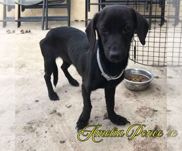 Medium Photo #6 Dachshund-Unknown Mix Puppy For Sale in San Antonio, TX, USA