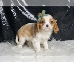 Small #3 Cavalier King Charles Spaniel