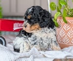 Small Photo #34 Cockapoo (Miniature) Puppy For Sale in GOSHEN, IN, USA