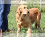 Small #2 Golden Retriever