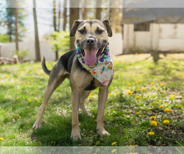 Medium Photo #2 Mutt Puppy For Sale in Chester, NJ, USA