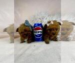 Puppy Puppy 3 Poodle (Toy)