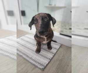 Dachshund-Unknown Mix Dogs for adoption in Des Moines, IA, USA