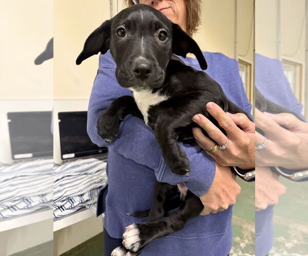 Medium Photo #5 Catahoula Leopard Dog-Labrador Retriever Mix Puppy For Sale in GILBERTS, IL, USA