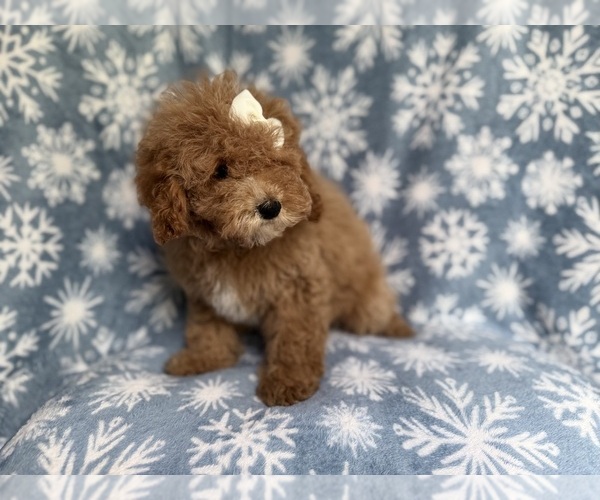 Medium Photo #6 Cock-A-Poo Puppy For Sale in LAKELAND, FL, USA