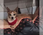 Small #1 Chiweenie