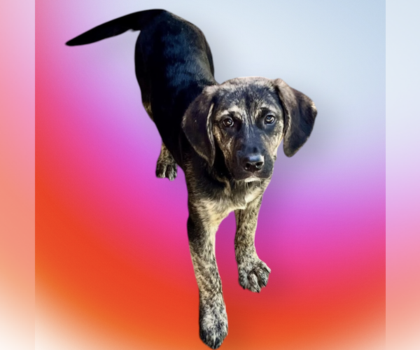 Medium Photo #1 Mutt Puppy For Sale in Rockville, MD, USA