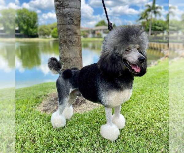 Medium Photo #1 Poodle (Standard) Puppy For Sale in LITHIA, FL, USA