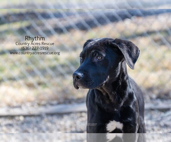 Medium Photo #3 Retriever -Unknown Mix Puppy For Sale in Manchester, MO, USA
