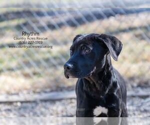 Rhythm - Male Retriever -Unknown Mix Dog for Adoption - Photo #3