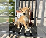 Small #3 Shiba Inu