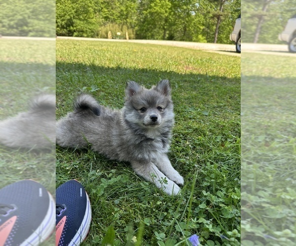 Medium Photo #12 Pomsky Puppy For Sale in GREENVILLE, MO, USA