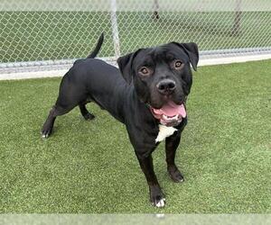 American Staffordshire Terrier-Mastiff Mix Dogs for adoption in Grand Prairie, TX, USA