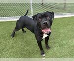 Small American Staffordshire Terrier-Mastiff Mix