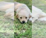 Small Photo #7 Golden Retriever Puppy For Sale in BLOOMBURG, TX, USA