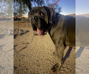 Mutt Dogs for adoption in Goodyear, AZ, USA
